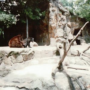 Berlin Zoo 1995 - American Black Bear exhibit
