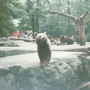 Berlin Zoo 1995 - Part of the Brown Bear exhibit