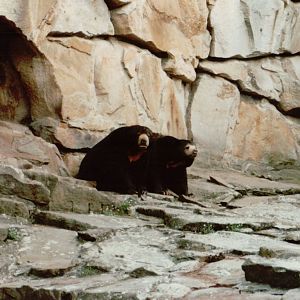Berlin Zoo 1995 - Malayan Sun Bears
