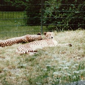 Berlin Zoo 1995 - Cheetahs