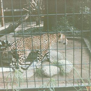 Berlin Zoo 1995 - Jaguar
