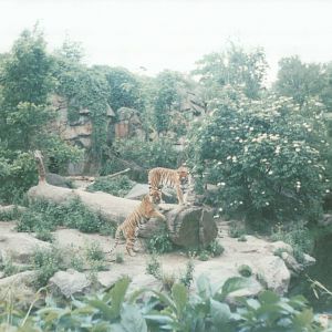 Berlin Zoo 1995 - Amur Tiger exhibit
