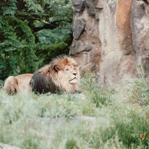 Berlin Zoo 1995 - African Lion male
