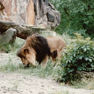 Berlin Zoo 1995 - African Lion male