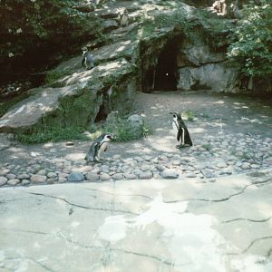 Berlin Zoo 1995 - Humboldt Penguin exhibit