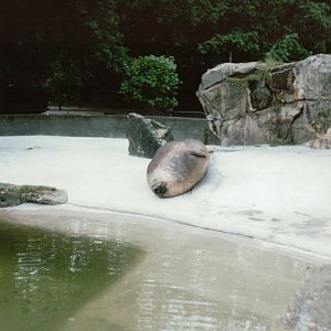 Berlin Zoo 1995 - The last Elephant Seal in Europe