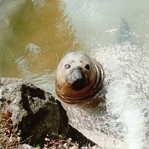 Berlin Zoo 1995 - The last Elephant Seal in Europe