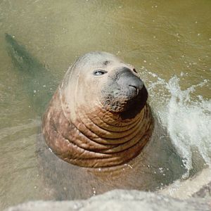 Berlin Zoo 1995 - The last Elephant Seal in Europe