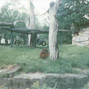Berlin Zoo 1995 - Bornean Orangutan exhibit