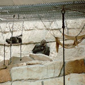 Berlin Zoo 1995 - Part of one of the Gorilla exhibits