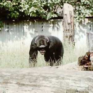Berlin Zoo 1995 - Chimpanzee