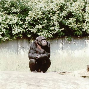 Berlin Zoo 1995 - Chimpanzee