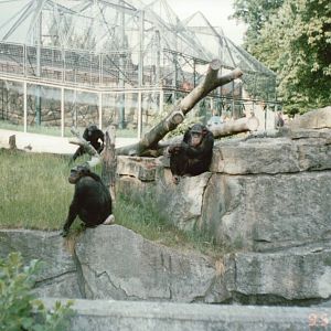 Berlin Zoo 1995 - Chimpanzee exhibit and the Sumatran Orangutan exhibit beh