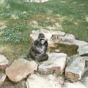 Berlin Zoo 1995 - Gorilla