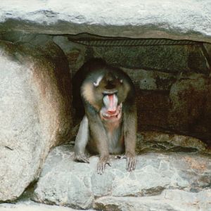 Berlin Zoo 1995 - Wounded Mandrill male