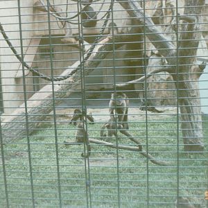 Berlin Zoo 1995 - Weeping Capuchins in the Ape and Monkey House