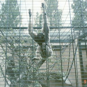 Berlin Zoo 1995 - Pileated Gibbon in the Ape and Monkey House