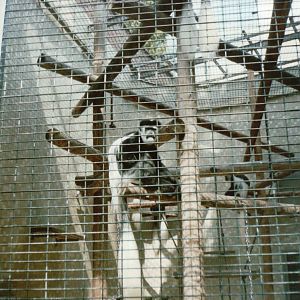 Berlin Zoo 1995 - Black-and-White Colobus in the Ape and Monkey House