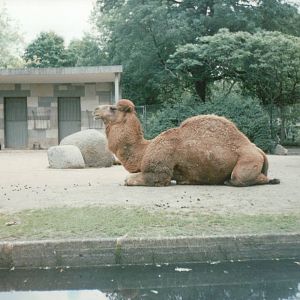 Berlin Zoo 1995 - Arabian Camel exhibit
