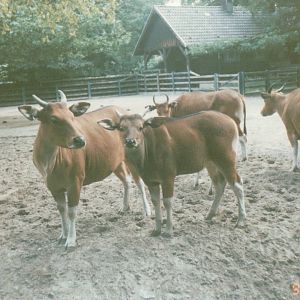Berlin Zoo 1995 - Javan Banteng group