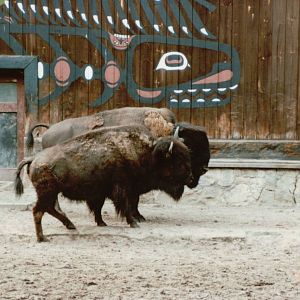 Berlin Zoo 1995 - American Bison