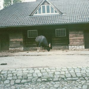 Berlin Zoo 1995 - Gaur house