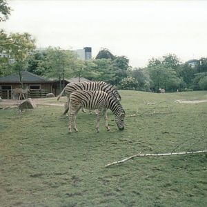 Berlin Zoo 1995 - Chapmans Zebra, Greater Kudu and Springbok