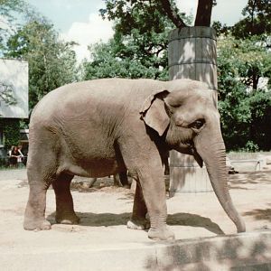 Berlin Zoo 1995 - Asiatic Elephant
