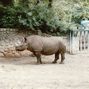 Berlin Zoo 1995 - Black Rhinoceros