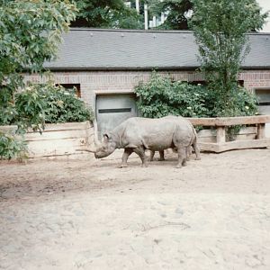 Berlin Zoo 1995 - Part of the Black Rhinoceros exhibit