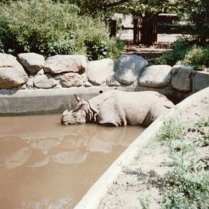 Berlin Zoo 1995 - Indian Rhinoceros