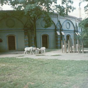 Berlin Zoo 1995 - Addax exhibit at the historic Giraffe and Antelope House