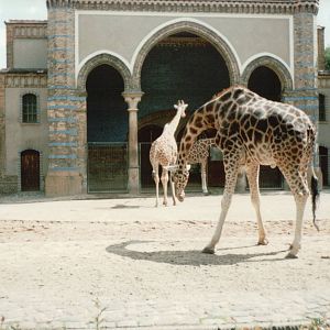 Berlin Zoo 1995 - Giraffe exhibit at the historic Giraffe and Antelope Hous