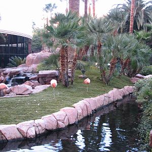 Wildlife Habitat at Flamingo Las Vegas - Chilean Flamingo Exhibit
