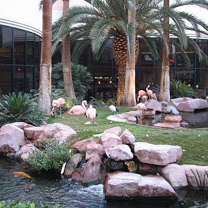 Wildlife Habitat at Flamingo Las Vegas - Chilean Flamingo Exhibit
