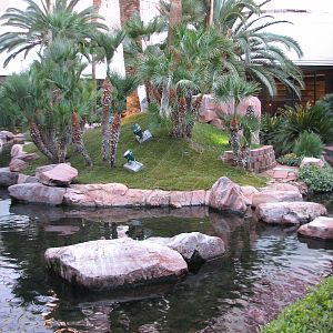 Wildlife Habitat at Flamingo Las Vegas - Chilean Flamingo Exhibit