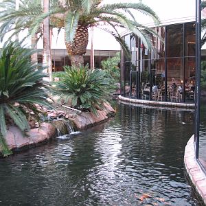 Wildlife Habitat at Flamingo Las Vegas - Chilean Flamingo Exhibit