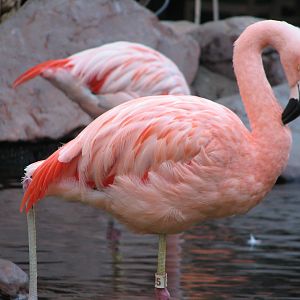 Wildlife Habitat at Flamingo Las Vegas - Chilean Flamingo Exhibit