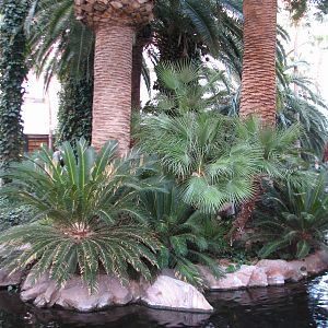 Wildlife Habitat at Flamingo Las Vegas - Paradise Falls Exhibit