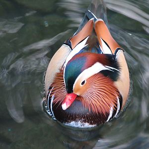 Wildlife Habitat at Flamingo Las Vegas - Former Penguin Exhibit - Mandarin