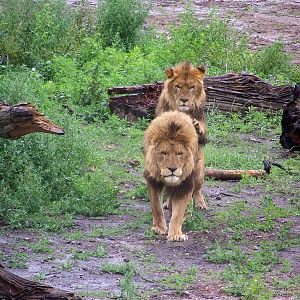 lions
