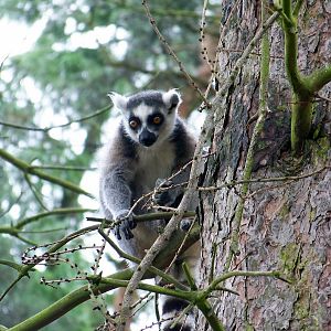 doncaster 5 197 julie