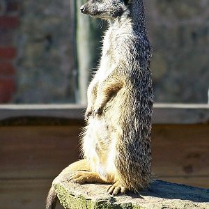 wildlife park 080 julie