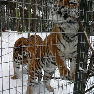 Siberian Tigers