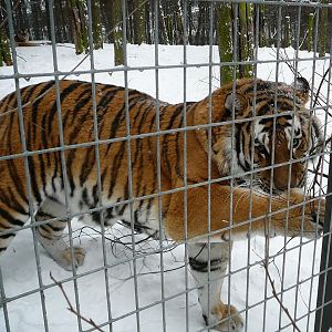 Siberian Tiger