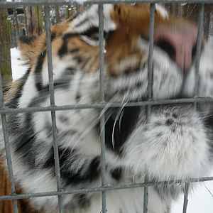 Siberian Tiger