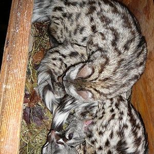 Common Genets