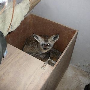 Bat-eared Fox