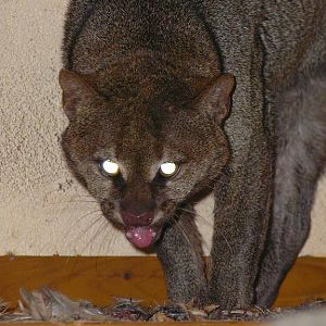 Jaguarundi