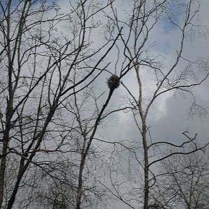 Tree Porcupine